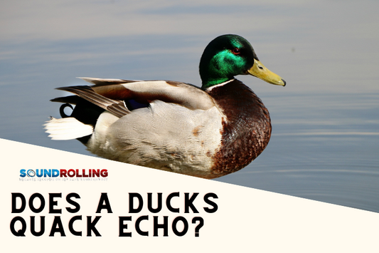 Does A Ducks Quack Echo?